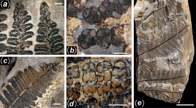 Illustration for article titled First Photos of China's 298-Million-Year-Old Buried Forest